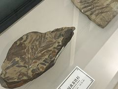 -辽宁古生物博物馆