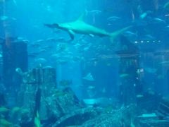 -迪拜帆船酒店海底餐厅