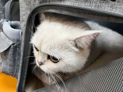 -申普宠物医院·心脏介入·心血管微创(总院)