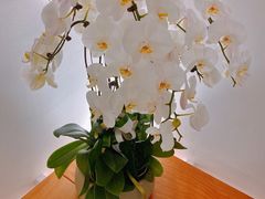 -光作面包Voila Lumiere(中山店)