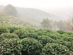 -龙井壹号·茶缘山景宴(龙井村店)