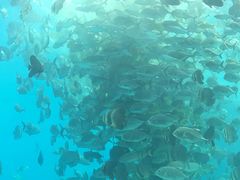 -瑞德姆美人鱼海底演艺主题餐厅(亚龙湾店)