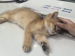 -伟伟宠物医院·CT影像中心·瑞派犬猫综合性门诊(汉口总院)