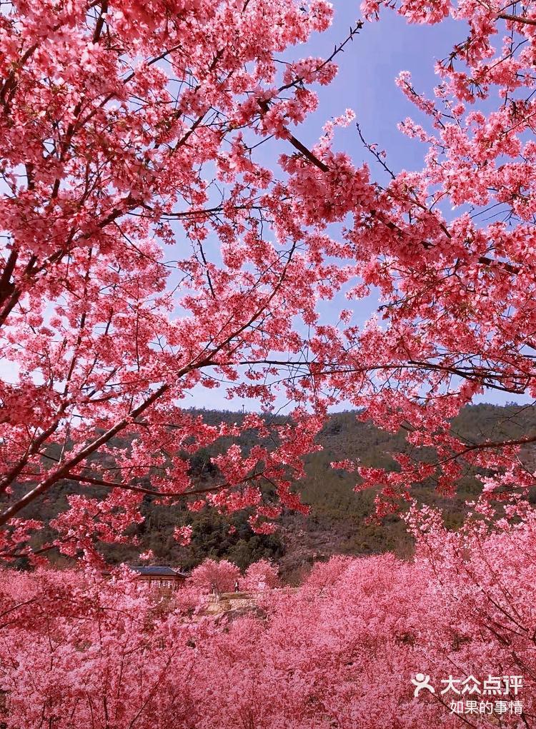 温州樱花公园图片