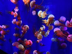 -成都浩海立方海洋公园