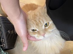 -猫咪派对(江南西店)
