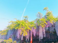 -嘉定紫藤园