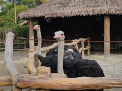 -上海野生动物园