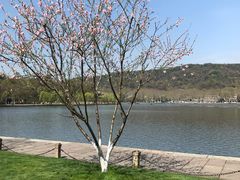 -西湖外事游船(花港观鱼码头)