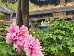 -普陀山风景名胜区-千步大沙