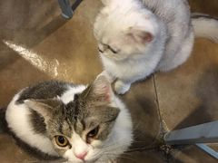 -共舞时光猫咖·狗咖(新街口店)