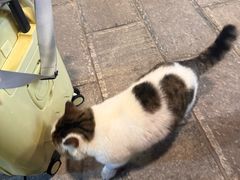 -梵猫·轻客栈(大理古城北门店)