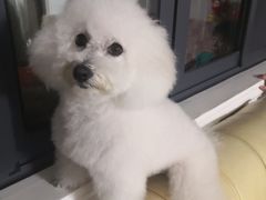 -PETKIT 小佩宠物·低压洗护·美容·寄养(安远店)