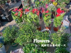 -中环花鸟鱼虫市场