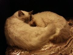 android_upload_pic-猫色咖啡·猫咖