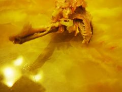-清真·王家桶子鸡