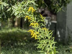 -上海佘山国家森林公园天马山园