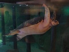 -暹罗海洋世界