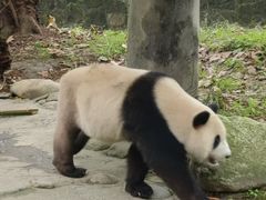 -都江堰中华大熊猫苑