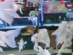 -中环花鸟鱼虫市场