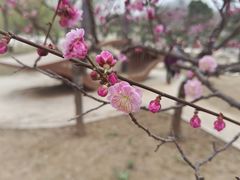 -石家庄市植物园
