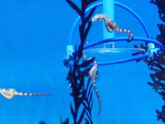 -上海海洋水族馆