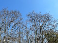 -上海共青森林公园