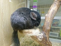 -藦茜花园宠物主题亲子互动体验馆(国顺东路店)