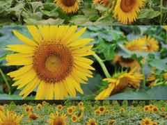 -君乐宝优致牧场