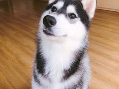 -Husky Go! 哈士奇体验馆·宠物咖啡厅狗咖