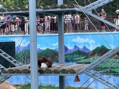 -西霞口神雕山野生动物世界