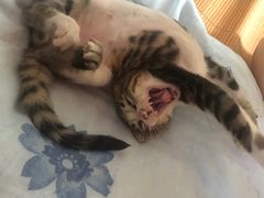 -芭比堂宠物医院·全科爱猫医院·仁德分院