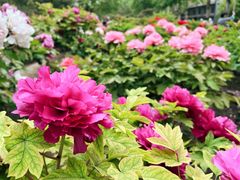 -莲花池公园