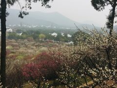 -香雪海