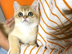 -lincat·猫舍(广州店)