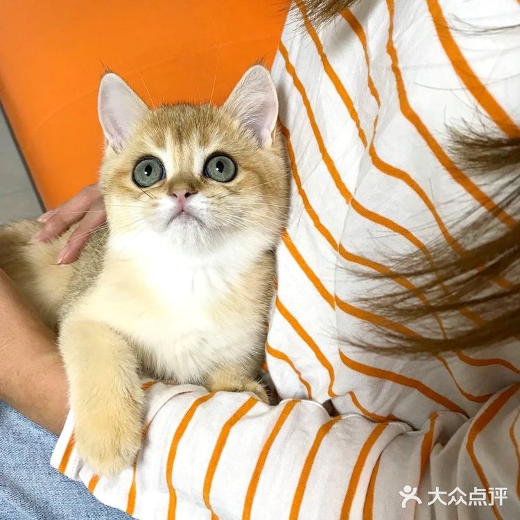 🐱我也变成铲屎官一枚了..小宝贝跟我肥家le…