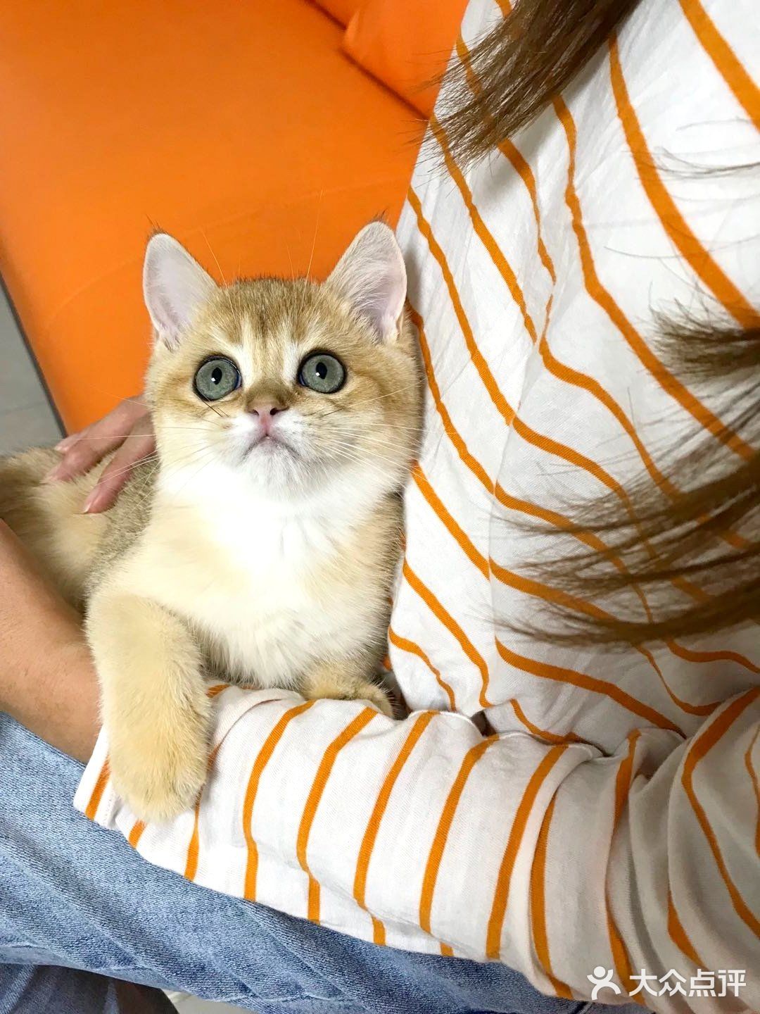 🐱我也变成铲屎官一枚了..小宝贝跟我肥家le…