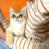🐱我也变成铲屎官一枚了..小宝贝跟我肥家le…