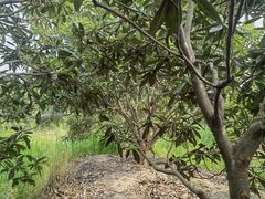 -塘栖枇杷特色园区