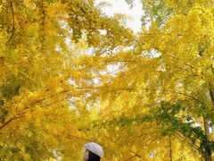-三里屯东五街银杏大道