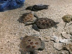 android_upload_pic-石家庄市动物园