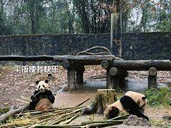 -都江堰中华大熊猫苑