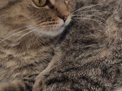 -COLOR PETS 撸猫馆·购猫·猫咖(长风大悦城店)