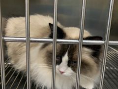 -安安宠医·安宠宠物医院