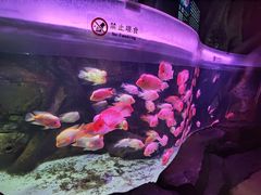 -泉城欧乐堡海洋极地世界
