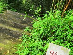 -羚羊峡古栈道森林公园