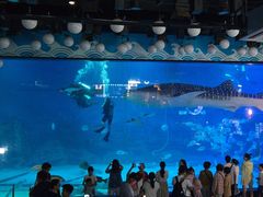 -烟台海昌鲸鲨海洋公园
