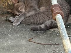 -猫岛主趣味餐厅(鼓浪屿店)