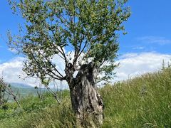 -新疆那拉提国家旅游度假区