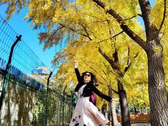 -三里屯东五街银杏大道